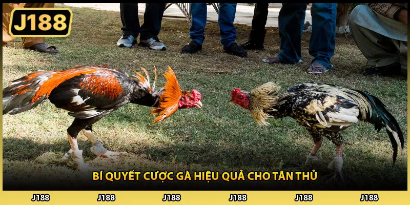 Kinh nghiệm cược gà giúp tăng tỷ lệ thắng